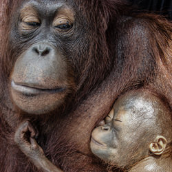 Mother and Child-Jacha Potgieter-bronze-wildlife-8424