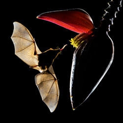 Bat-Juan Pucci-gold-wildlife-8588