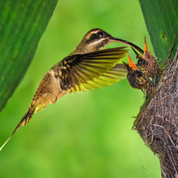 Hermit Hummingbird-Juan Pucci-bronze-wildlife-8461