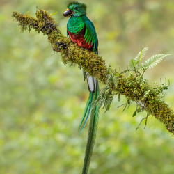 Quetzal-Juan Pucci-finalist-wildlife-8571