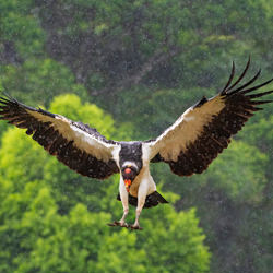 King vulture-Juan Pucci-finalist-wildlife-8572