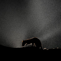 The Night Shadow-Øyvind Pedersen-finalist-wildlife-8537