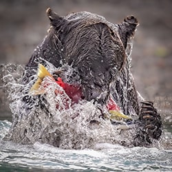 Caught! Brown Bear fishing, Alaska-Stue Rees-silver-wildlife-11432