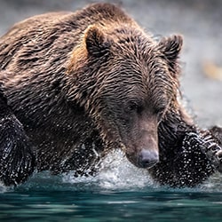 Concentration. Brown Bear fishing. Alaska-Stue Rees-finalist-wildlife-11308