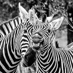 Zebras-Stue Rees-finalist-wildlife-11310
