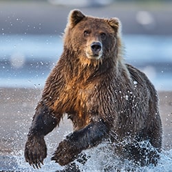 Brown Bear Charge-Stue Rees-finalist-wildlife-11311