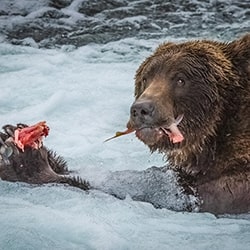 Do not disturb me at Lunch time. Grizzly Bear, Alaska-Stue Rees-bronze-wildlife-11191