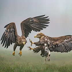 The Battle.-Albert Beukhof-silver-wildlife-11450