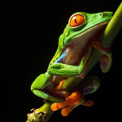 Red-eyed tree frog perched on a branch in Costa Rican forest-Alejandro Gamboa-finalist-wildlife-11346