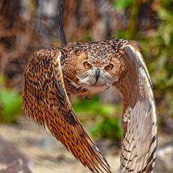 Coming after you-Goutam Mitra-finalist-wildlife-11348