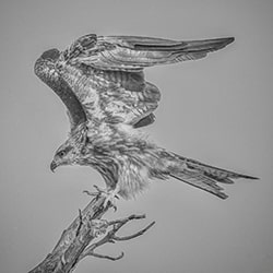 Readying for the kill-Goutam Mitra-finalist-wildlife-11349