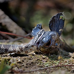 Snake eating Fish-Tin Sang Chan-bronze-wildlife-11159