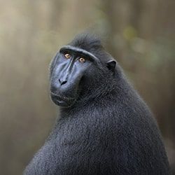 Mirada humana de un primate-Marcello Galleano-bronce-wildlife-11161