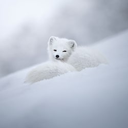 Belleza divina de un zorro ártico-Marcello Galleano-finalista-vida silvestre-11289