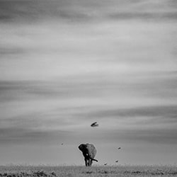 And then there was none-Giorgio Scala-finalist-wildlife-11358