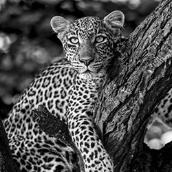 Akira le merveilleux léopard-Alessandro Marena-bronze-faune-11222