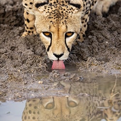 Drinking Cheetah-Christian Passeri-finalist-wildlife-11277