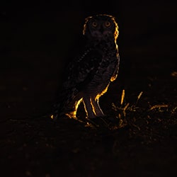 Night Encounters-Christian Passeri-bronze-wildlife-11152