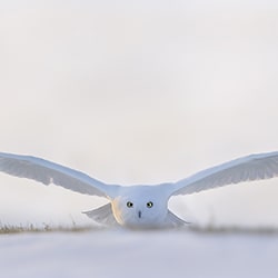 SNOWY OWL-Phillip Chang-silver-wildlife-11436