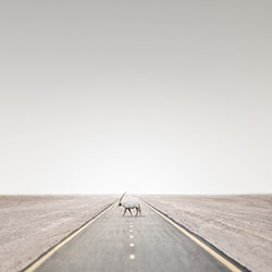 The Crossing-Daniel Newton-silver-wildlife-11456