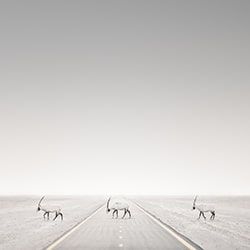 Together-Daniel Newton-silver-wildlife-11457