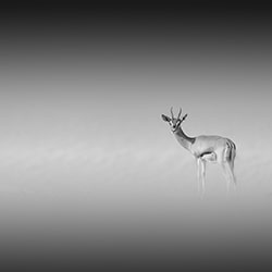 Solitude-Daniel Newton-bronze-wildlife-11234