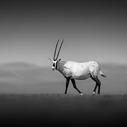 L'Oryx-Daniel Newton-bronze-faune-11236