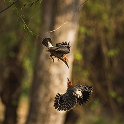 Krieger der Luft (Colaptes auratus)-Marco Ortiz-finalist-wildlife-11303