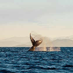 Conte de baleine-Zlati Zlatev-bronze-faune-11204