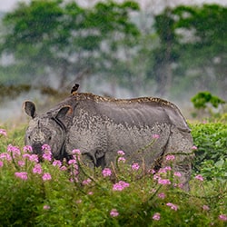 Rainy Kaziranga-Nabarun Majumdar-finalist-wildlife-11305