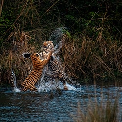 Playing or Fighting-Nabarun Majumdar-finalist-wildlife-11306