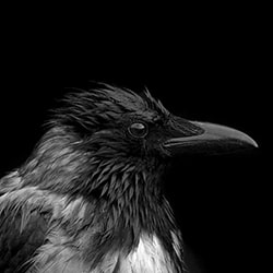 Hooded crow-Antonella Papa-bronze-wildlife-11197