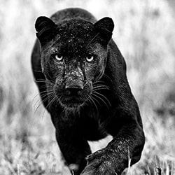 Panthère noire-Lars Beusker-argent-faune-11459