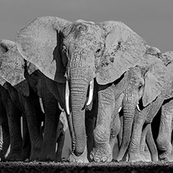 Elephants On Earth-Lars Beusker-gold-wildlife-11423