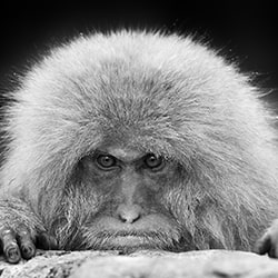 Grumpy Monkey-Lars Beusker-bronze-wildlife-11246