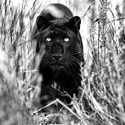 Panther-Lars Beusker-gold-wildlife-11425