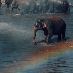 Over the Elephant rainbow-Katarina Benzova-bronze-wildlife-11183