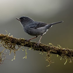 Poser-Manuel Mene-finalist-wildlife-11274