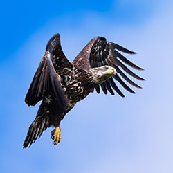 Young Bald Eagle in Flight-Jennifer Sunglao Perez-finalist-wildlife-11399