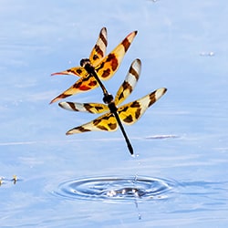 Dragonflies In Love-Jennifer Sunglao Perez-finalist-wildlife-11400