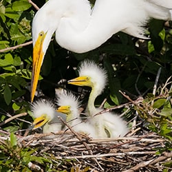 Great Egret With Chicks-Jennifer Sunglao Perez-finalist-wildlife-11401