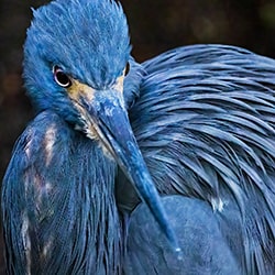 Tricolored Heron Up Close-Jennifer Sunglao Perez-bronze-wildlife-11253