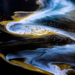 Unreal atmosphere-Alexandre BÈs-gold-wildlife-11426
