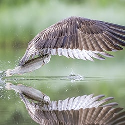 Águila pescadora capturando truchas-Arun Mohanraj-gold-wildlife-11416