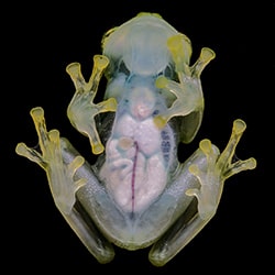 Amazonian glass frog-Arun Mohanraj-silver-wildlife-11439
