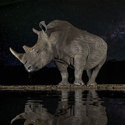 Rinoceronte blanco en el abrevadero-Arun Mohanraj-silver-wildlife-11441