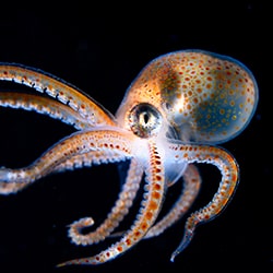 Glittering Juvenile Octopus-Sayaka Ichinoseki-silver-wildlife-11465