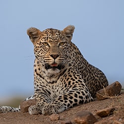 Eye on the Prize-Gerald Hinde-finalist-wildlife-11379