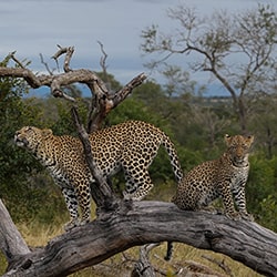 Looking Up-Gerald Hinde-finalist-wildlife-11380