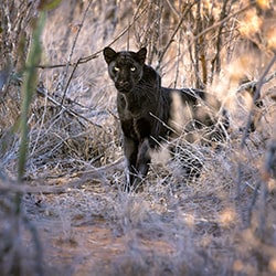 One of a Kind-Leighton Lum-finalist-wildlife-11403